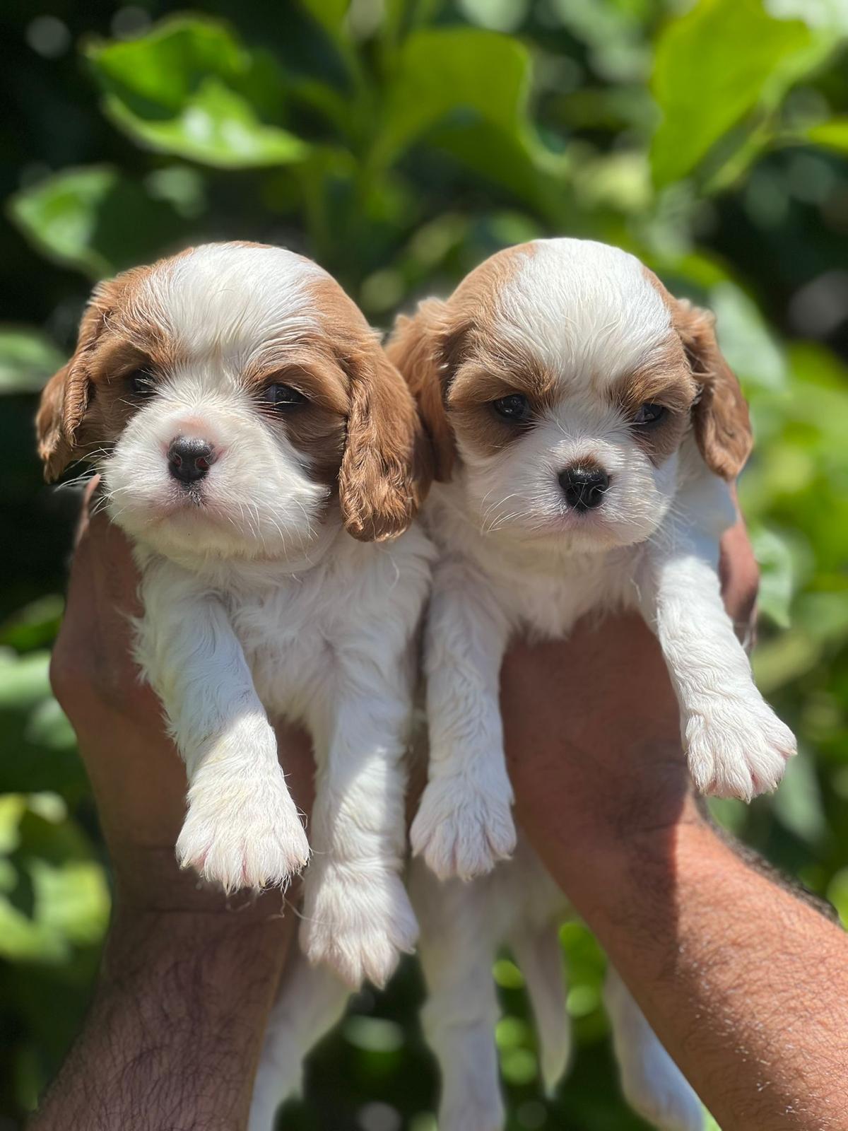 49d97b72-4c1e-4f5a-bc7d-65f4512792a4-min