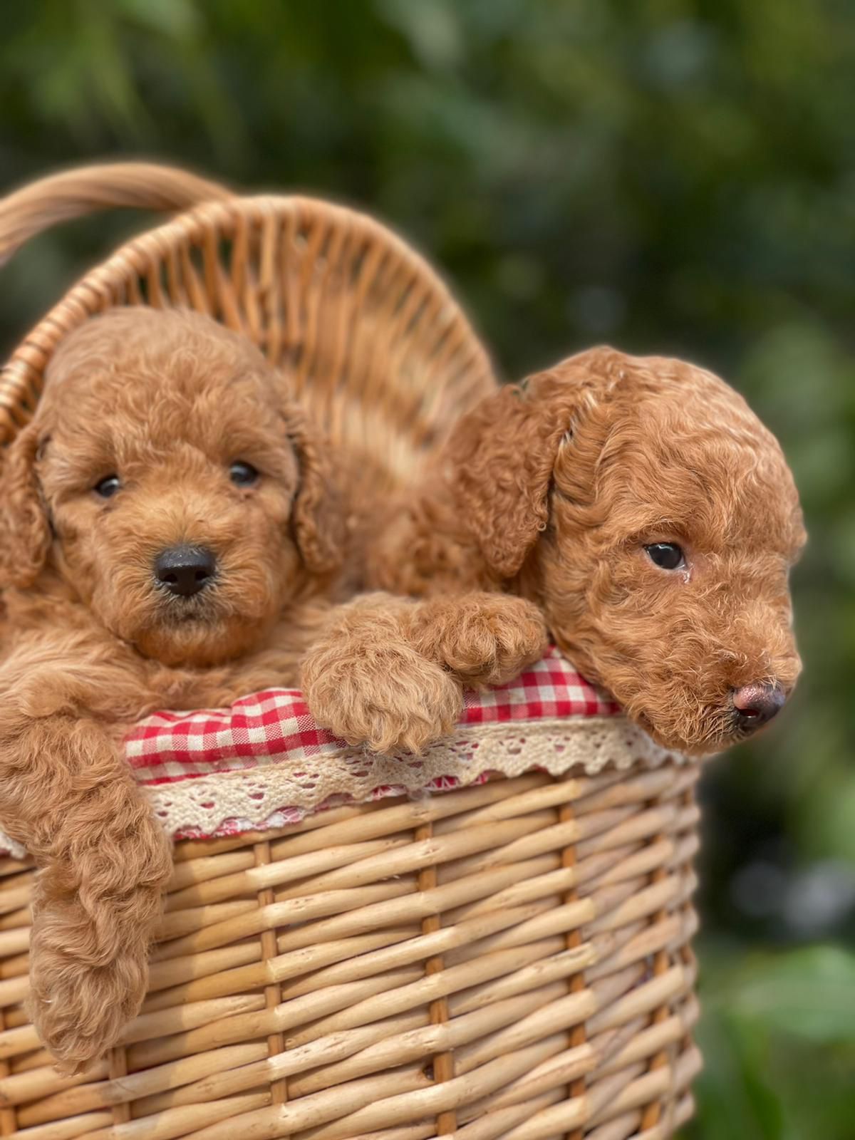 dae991d8-8e24-46e9-9ab5-975e433a1948-min