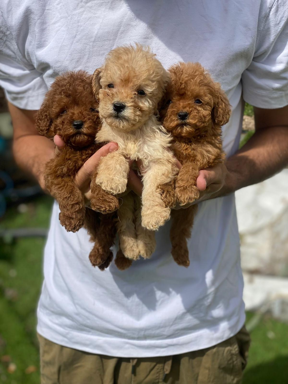 ea726b62-4084-466c-a50d-e0d0698ea84e-min